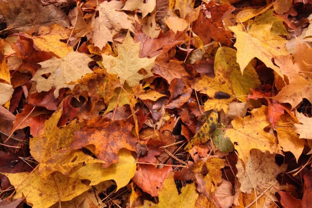 Best Leaf Shredders