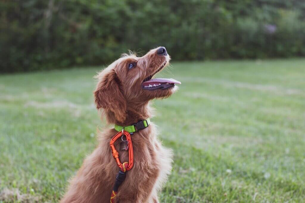 Best Dog Collar