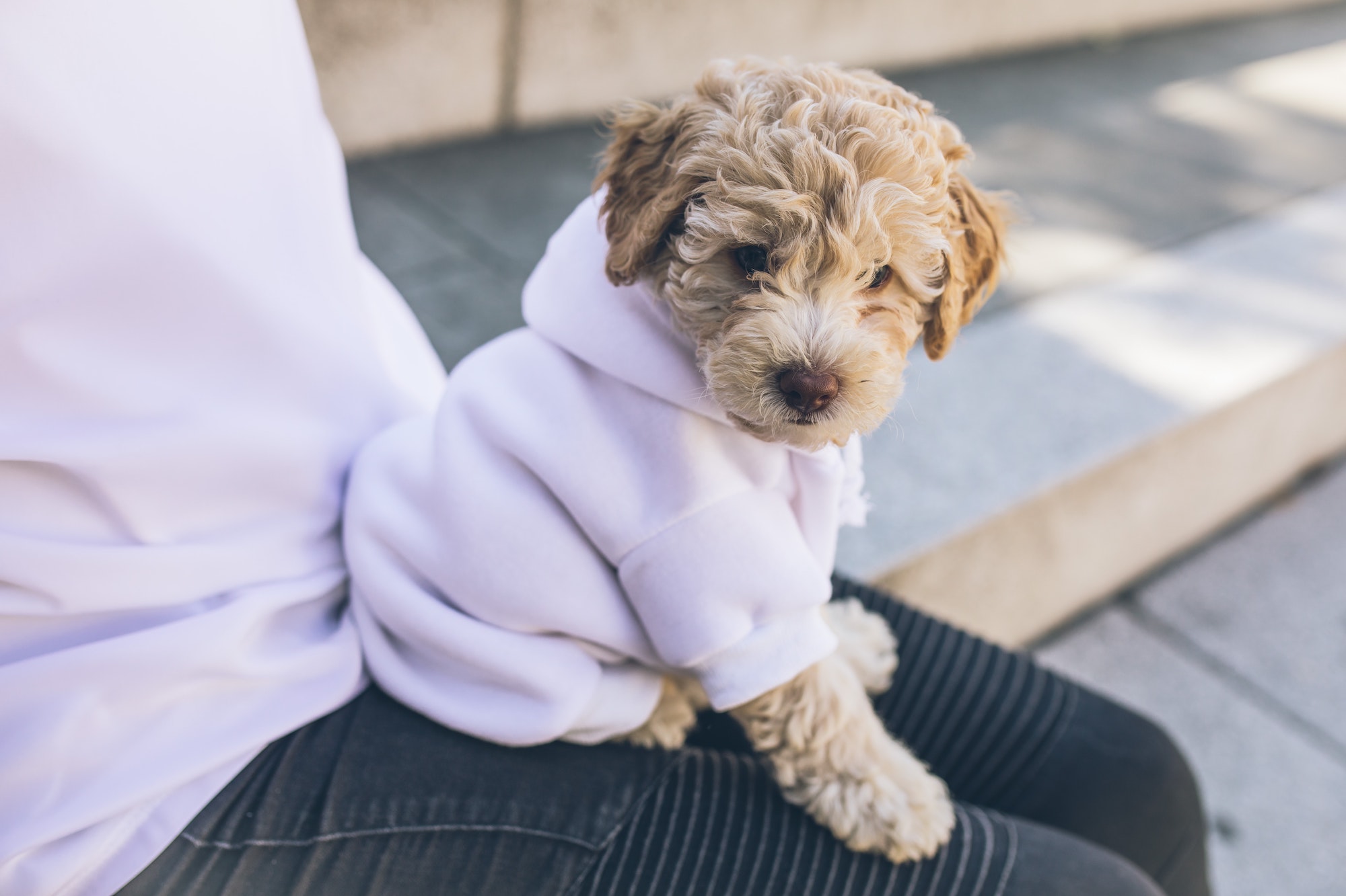 Best Dog Hoodie