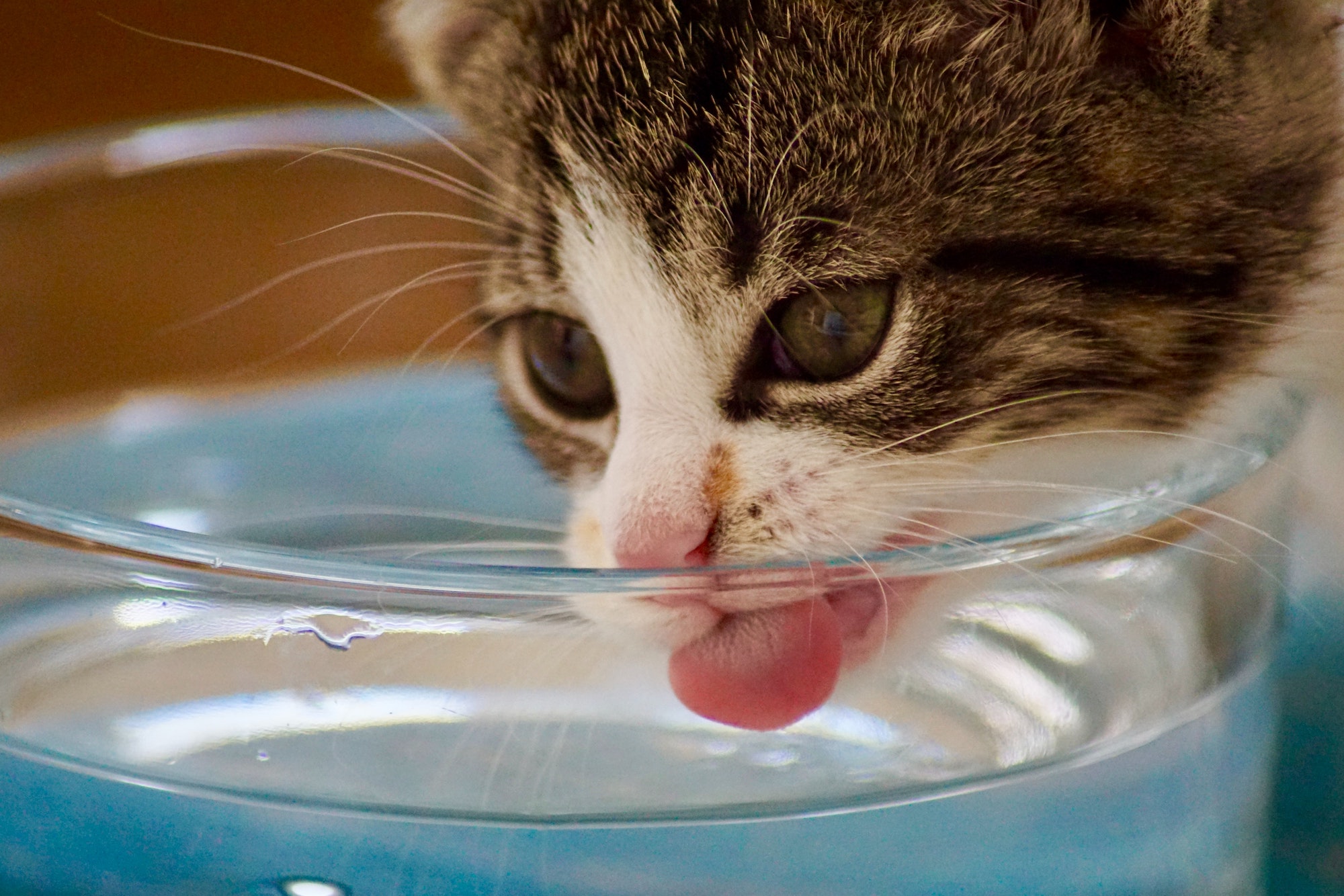 Best Cat Water Fountains