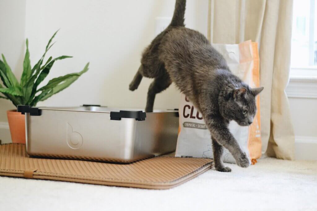 best cat litter
