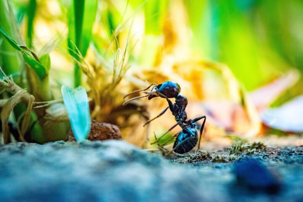 Best Ant Traps