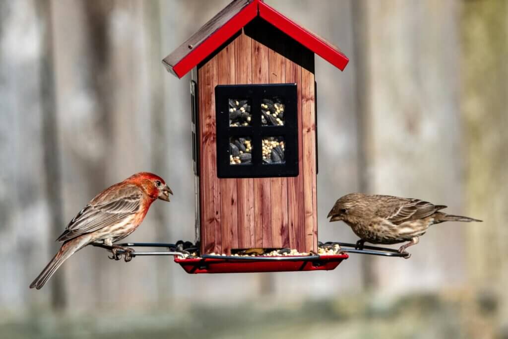 Best Bird Feeders