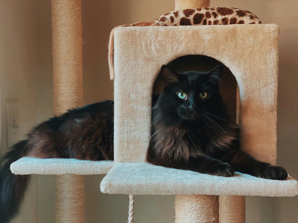 Best Cat Trees