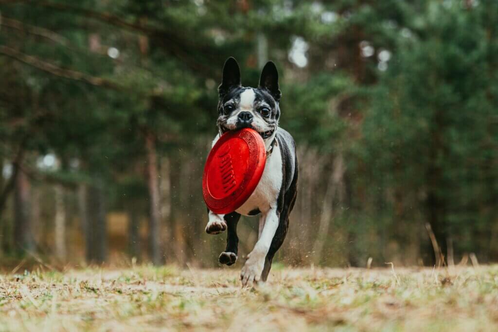 Best Frisbees