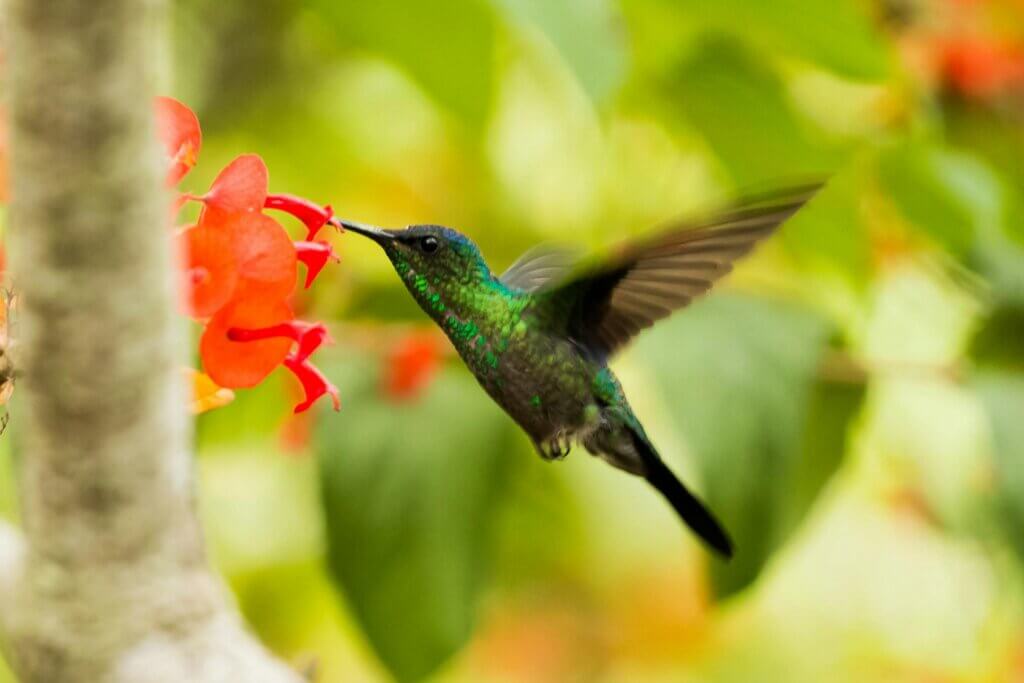 Best Hummingbird Feeders