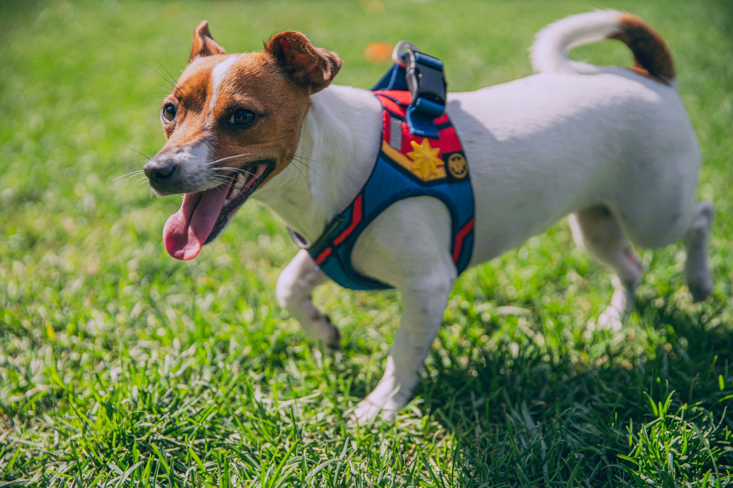 Best No-Pull Dog Harnesses