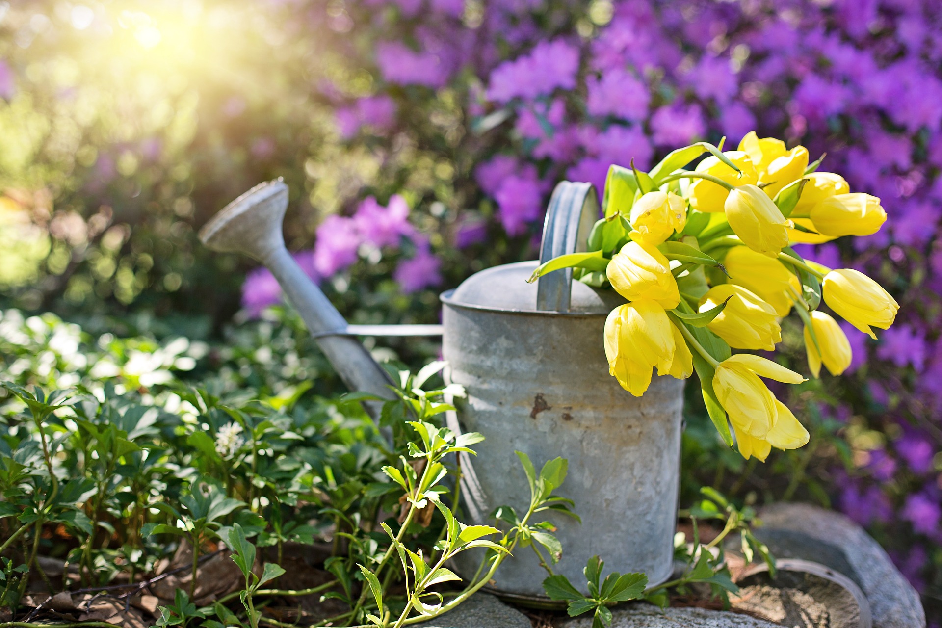 Best Watering Cans