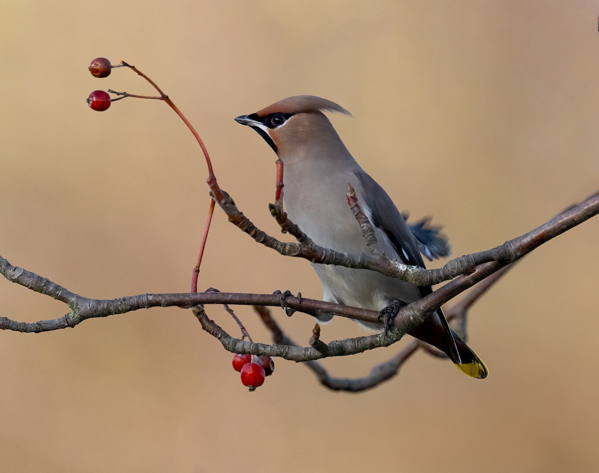 How To Bird Watch