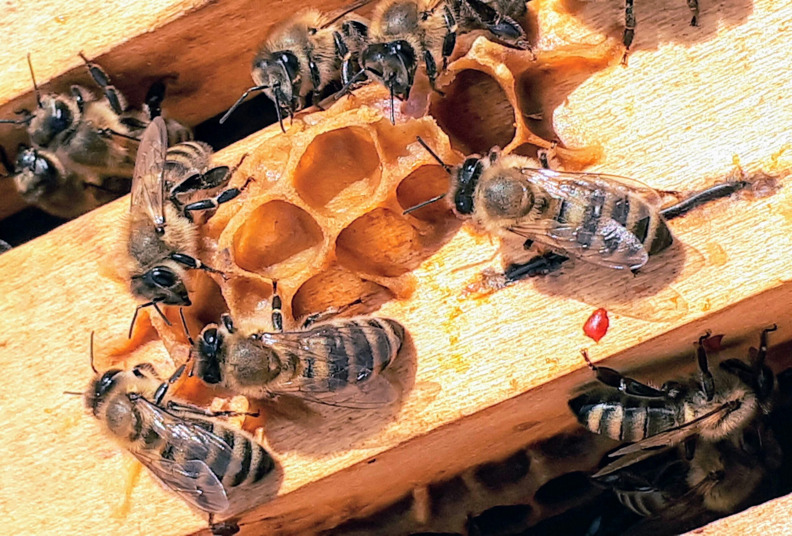 How To Build A Beehive