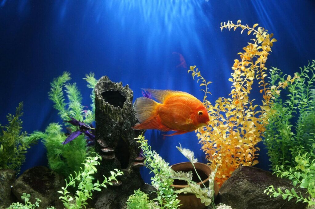 How To Care For A Fish