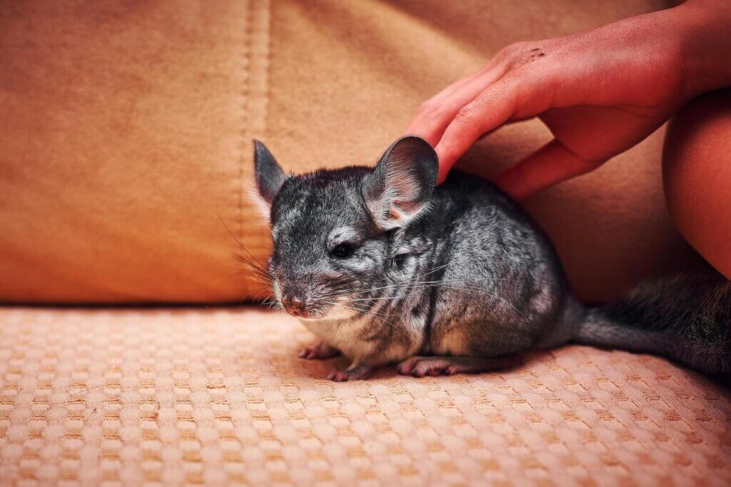 How To Care For A Pet Chinchilla