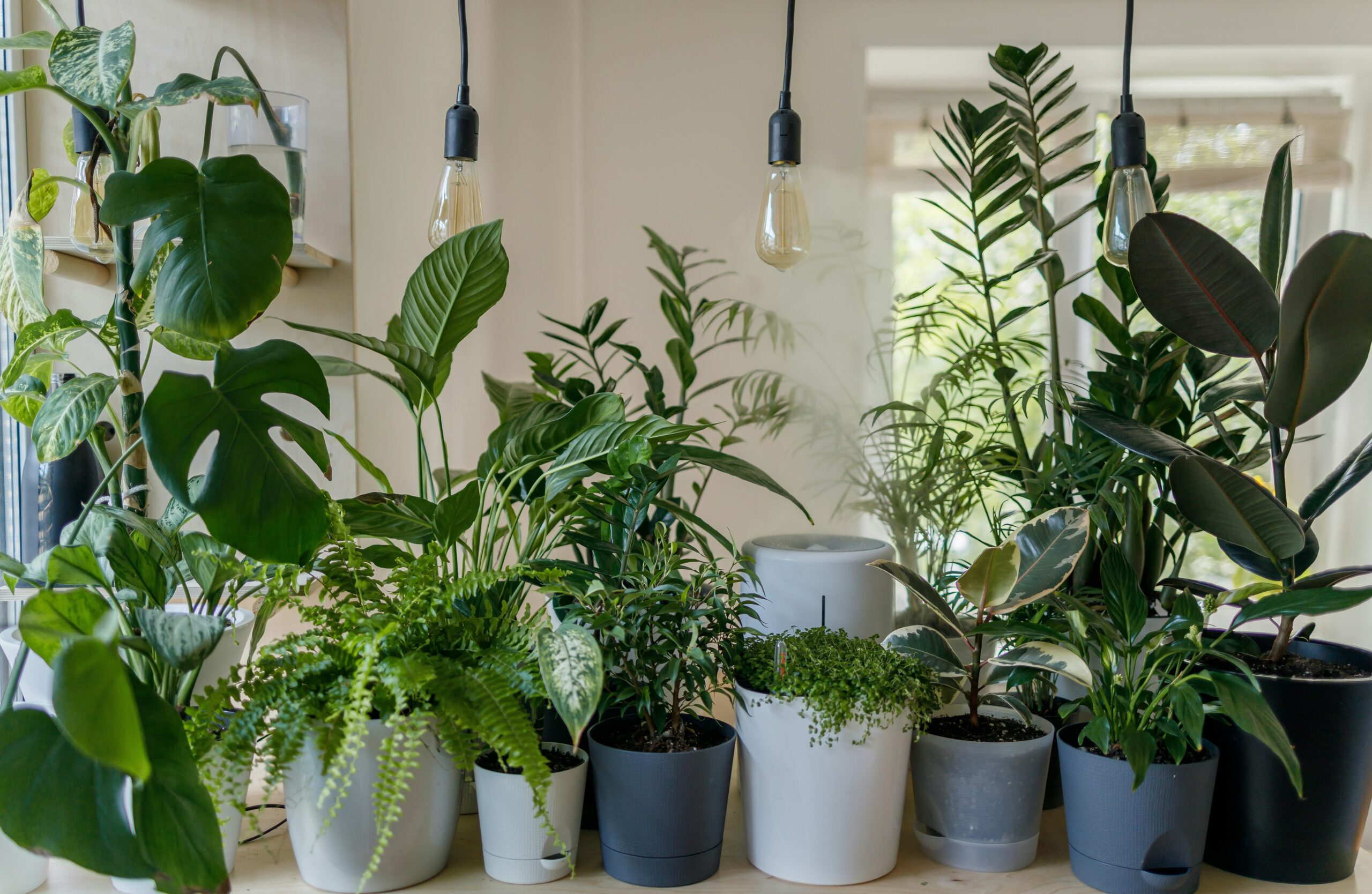 How To Keep Houseplants Alive In Winter