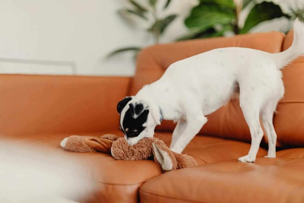 Best Aggressive Chewer Dog Toys