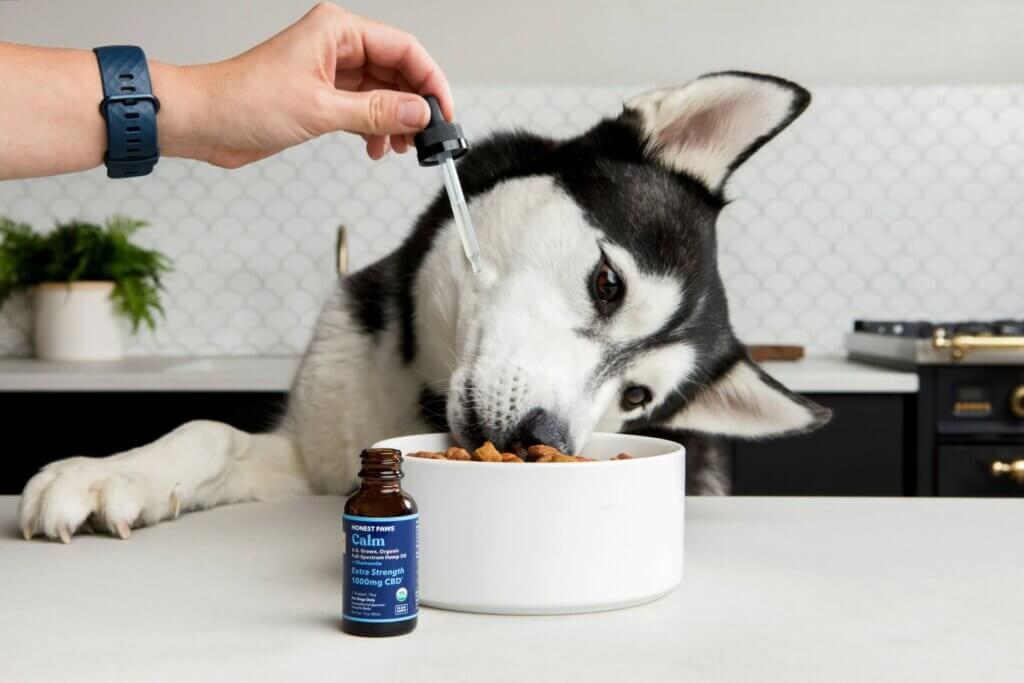 Best Dog Joint Supplements