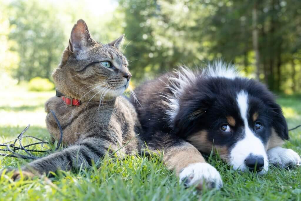 Best Air Purifiers for Homes with Pets