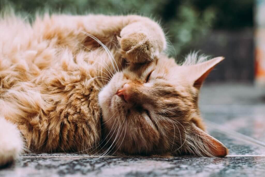 Best Hairball Medicine